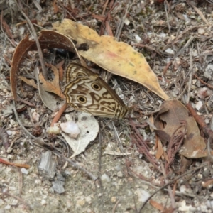 Geitoneura acantha at Paddys River, ACT - 6 Feb 2018 12:08 PM