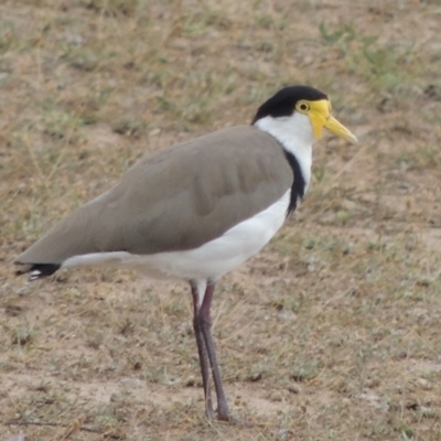 Vanellus miles (Masked Lapwing) at Weston, ACT - 26 Jan 2018 by michaelb