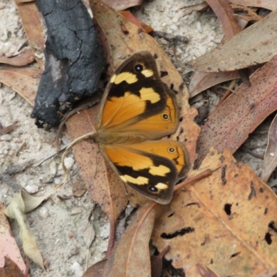 Heteronympha merope (Common Brown Butterfly) at Paddys River, ACT - 6 Feb 2018 by RobParnell