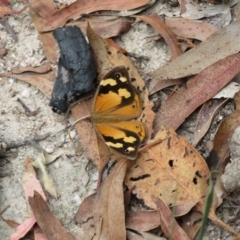 Heteronympha merope at Paddys River, ACT - 6 Feb 2018