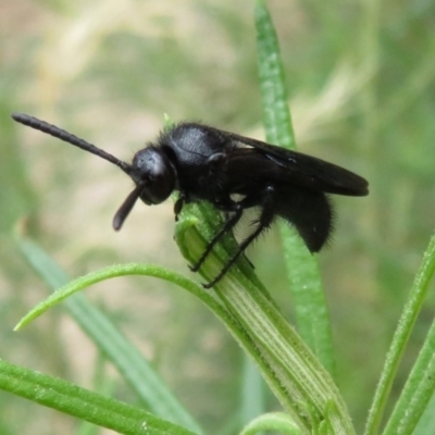 Austroscolia soror (Blue Flower Wasp) at Paddys River, ACT - 6 Feb 2018 by RobParnell