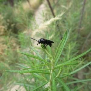 Austroscolia soror at Paddys River, ACT - 6 Feb 2018 12:14 PM