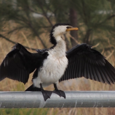 Microcarbo melanoleucos (Little Pied Cormorant) at Weston, ACT - 26 Jan 2018 by michaelb