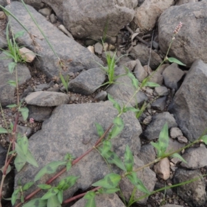 Persicaria decipiens at Molonglo River Reserve - 26 Jan 2018 07:45 PM