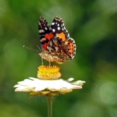 Vanessa kershawi (Australian Painted Lady) at Acton, ACT - 5 Feb 2018 by RodDeb