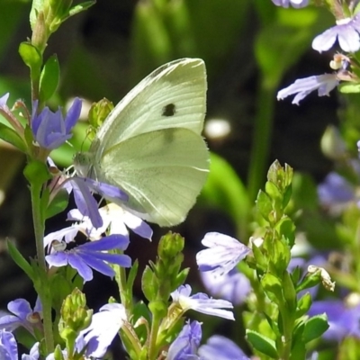 Pieris rapae (Cabbage White) at Acton, ACT - 5 Feb 2018 by RodDeb