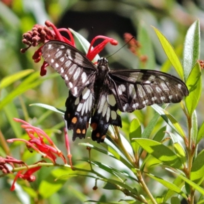 Papilio anactus (Dainty Swallowtail) at Acton, ACT - 5 Feb 2018 by RodDeb