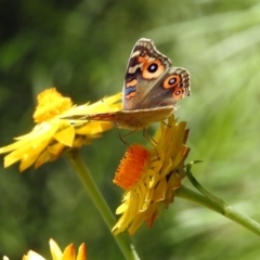 Junonia villida at Acton, ACT - 5 Feb 2018