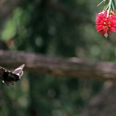 Papilio aegeus (Orchard Swallowtail, Large Citrus Butterfly) at Acton, ACT - 5 Feb 2018 by RodDeb