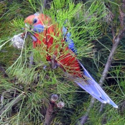 Platycercus elegans (Crimson Rosella) at Acton, ACT - 5 Feb 2018 by RodDeb