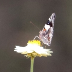 Vanessa itea (Yellow Admiral) at Acton, ACT - 5 Feb 2018 by RodDeb