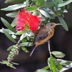 Acanthorhynchus tenuirostris (Eastern Spinebill) at Acton, ACT - 5 Feb 2018 by RodDeb