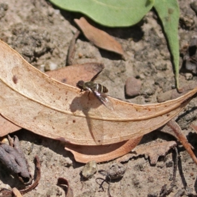 Villa sp. (genus) (Unidentified Villa bee fly) at Acton, ACT - 5 Feb 2018 by RodDeb