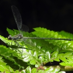 Austroargiolestes icteromelas at Acton, ACT - 5 Feb 2018