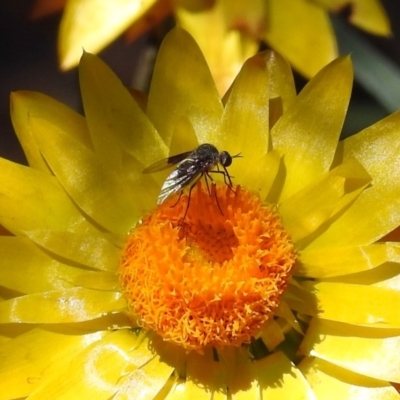 Geron nigralis (Slender bee fly) at Acton, ACT - 5 Feb 2018 by RodDeb