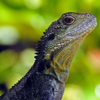 Intellagama lesueurii howittii (Gippsland Water Dragon) at Acton, ACT - 5 Feb 2018 by RodDeb