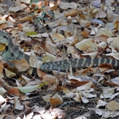 Intellagama lesueurii howittii (Gippsland Water Dragon) at ANBG - 5 Feb 2018 by RodDeb