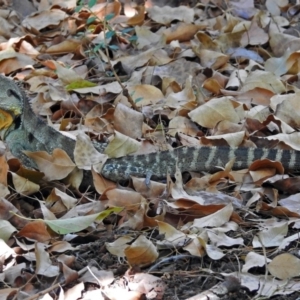 Intellagama lesueurii howittii at Acton, ACT - 5 Feb 2018 12:46 PM