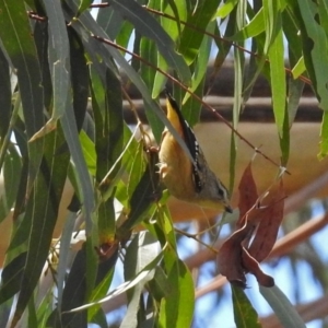 Pardalotus punctatus at Acton, ACT - 5 Feb 2018 12:34 PM