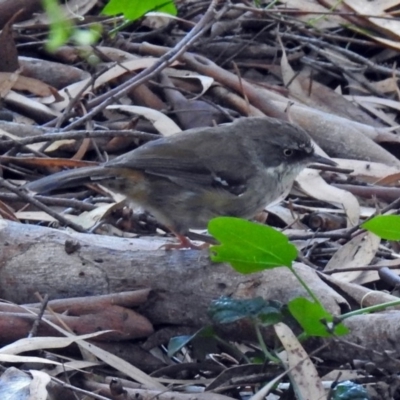 Sericornis frontalis (White-browed Scrubwren) at Acton, ACT - 5 Feb 2018 by RodDeb