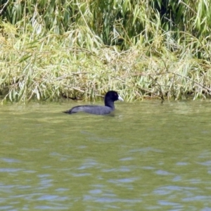 Fulica atra at Campbell, ACT - 6 Feb 2018 12:52 PM