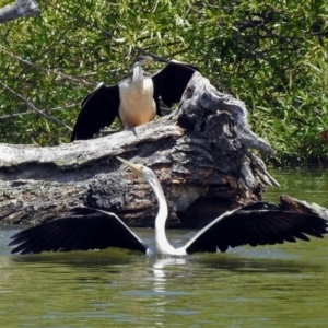 Anhinga novaehollandiae at Campbell, ACT - 6 Feb 2018 12:45 PM