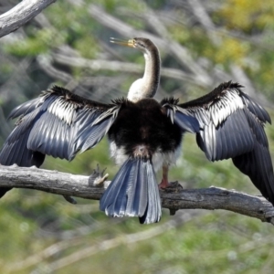 Anhinga novaehollandiae at Campbell, ACT - 6 Feb 2018 12:45 PM