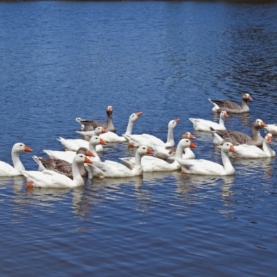 Anser anser (Greylag Goose (Domestic type)) at Campbell, ACT - 6 Feb 2018 by RodDeb