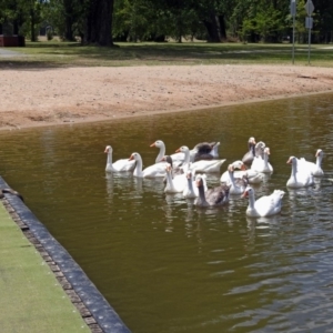 Anser anser at Campbell, ACT - 6 Feb 2018 12:35 PM