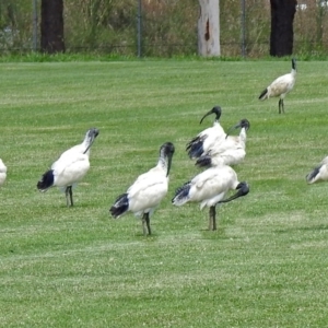 Threskiornis molucca at Pialligo, ACT - 6 Feb 2018