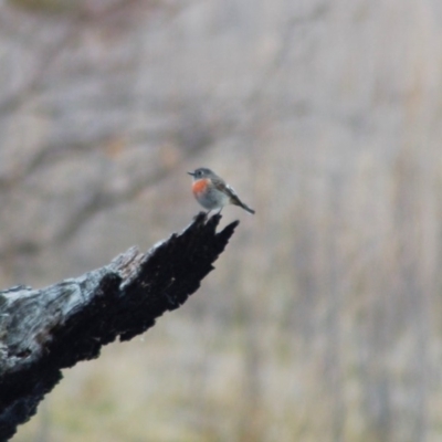 Petroica boodang (Scarlet Robin) at Rendezvous Creek, ACT - 16 Aug 2012 by KMcCue