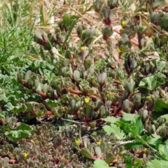 Portulaca oleracea (Munyeroo ,Pigweed, Purslane) at Pialligo, ACT - 6 Feb 2018 by RodDeb