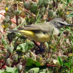 Acanthiza chrysorrhoa at Pialligo, ACT - 6 Feb 2018