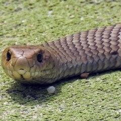 Pseudonaja textilis (Eastern Brown Snake) at Jerrabomberra Wetlands - 6 Feb 2018 by RodDeb