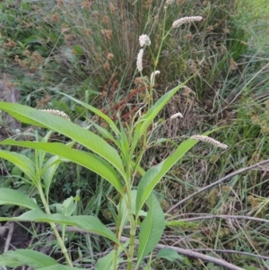 Persicaria lapathifolia at Molonglo River Reserve - 26 Jan 2018 07:50 PM