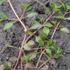 Ludwigia palustris (Marsh Purslane) at Coombs, ACT - 26 Jan 2018 by michaelb