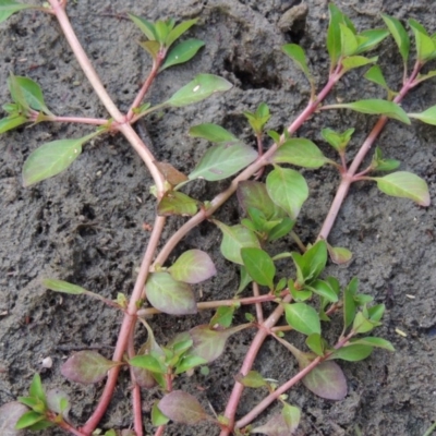 Ludwigia palustris (Marsh Purslane) at Coombs, ACT - 26 Jan 2018 by MichaelBedingfield