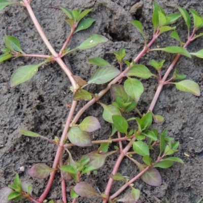 Ludwigia palustris (Marsh Purslane) at Coombs, ACT - 26 Jan 2018 by michaelb