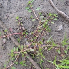 Ludwigia palustris at Molonglo River Reserve - 26 Jan 2018 08:31 PM