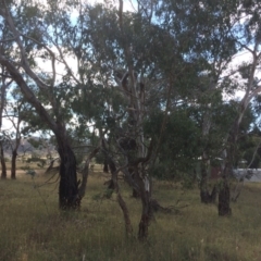 Eucalyptus rubida subsp. rubida (Candlebark) at Burra, NSW - 7 Feb 2018 by alex_watt