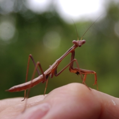 Mantodea (order) (Unidentified praying mantis) at Aranda, ACT - 1 Jan 2014 by KMcCue