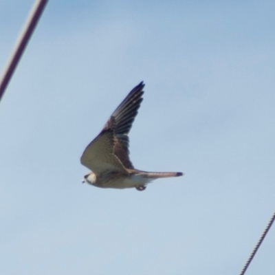 Falco cenchroides (Nankeen Kestrel) at Gungahlin, ACT - 8 Aug 2010 by KMcCue