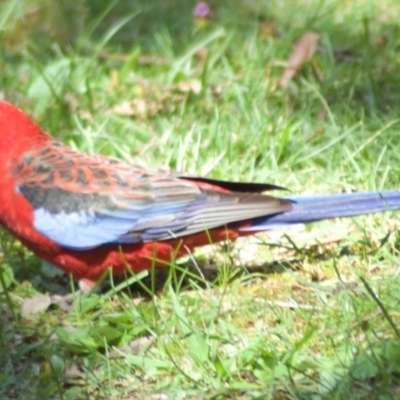 Platycercus elegans (Crimson Rosella) at ANBG - 3 Mar 2010 by KMcCue