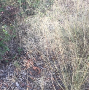 Eragrostis curvula at Weston, ACT - 7 Feb 2018