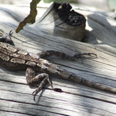 Amphibolurus muricatus (Jacky Lizard) at Rendezvous Creek, ACT - 20 Feb 2010 by KMcCue