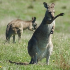 Macropus giganteus (Eastern Grey Kangaroo) at Rendezvous Creek, ACT - 2 Mar 2010 by KMcCue