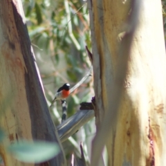 Petroica boodang (Scarlet Robin) at Rendezvous Creek, ACT - 2 Mar 2010 by KMcCue