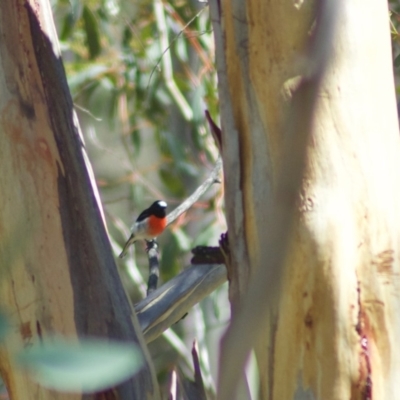 Petroica boodang (Scarlet Robin) at Rendezvous Creek, ACT - 2 Mar 2010 by KMcCue