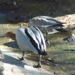 Chenonetta jubata (Australian Wood Duck) at Canberra Central, ACT - 2 Mar 2010 by KMcCue