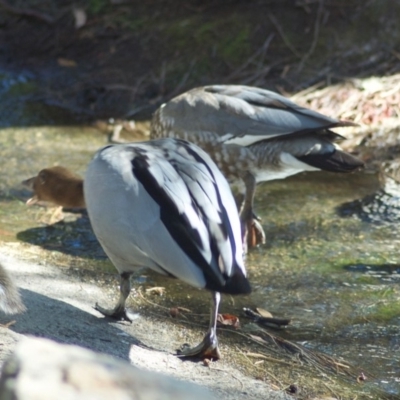 Chenonetta jubata (Australian Wood Duck) at ANBG - 2 Mar 2010 by KMcCue